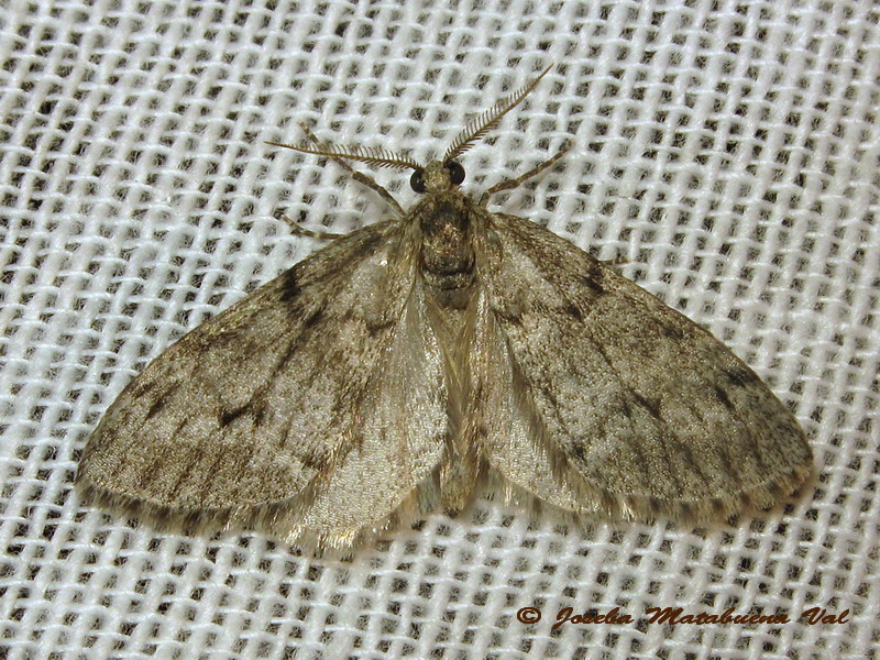 Tephronia lhommearia - Geometridae?